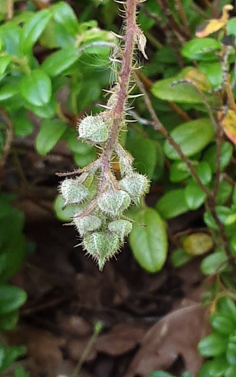 Rubus vestitus