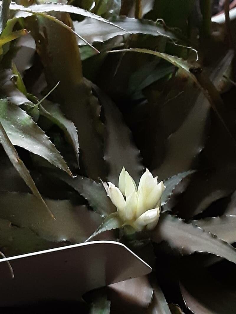 Cryptanthus acaulis