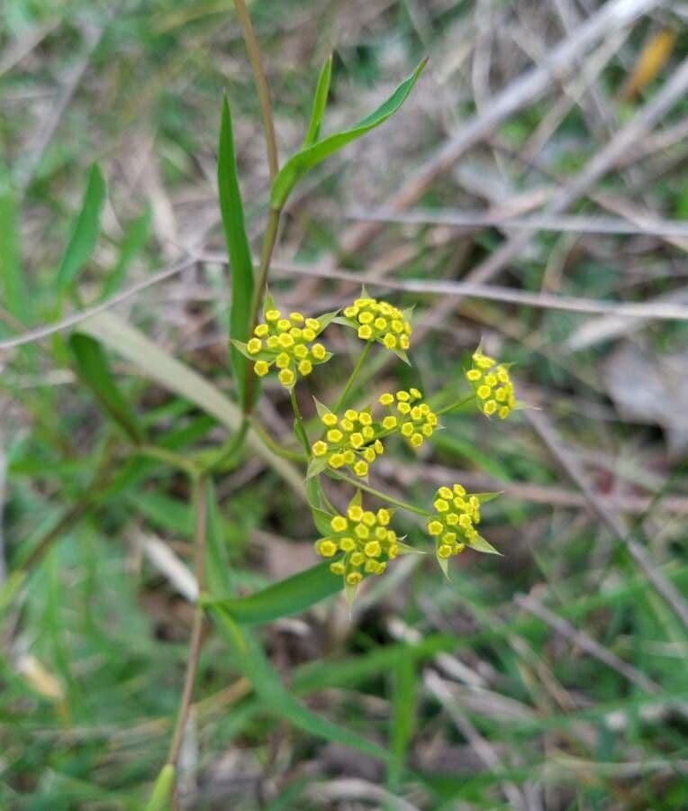 Bupleurum falcatum