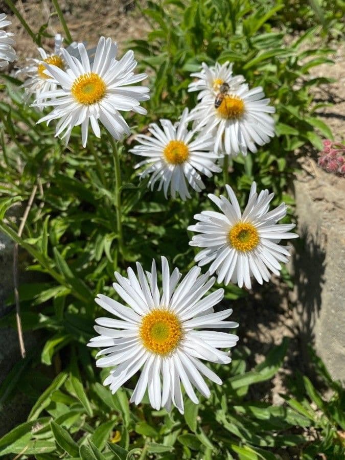 Erigeron coulteri