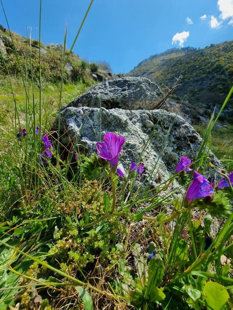 Echium plantagineum