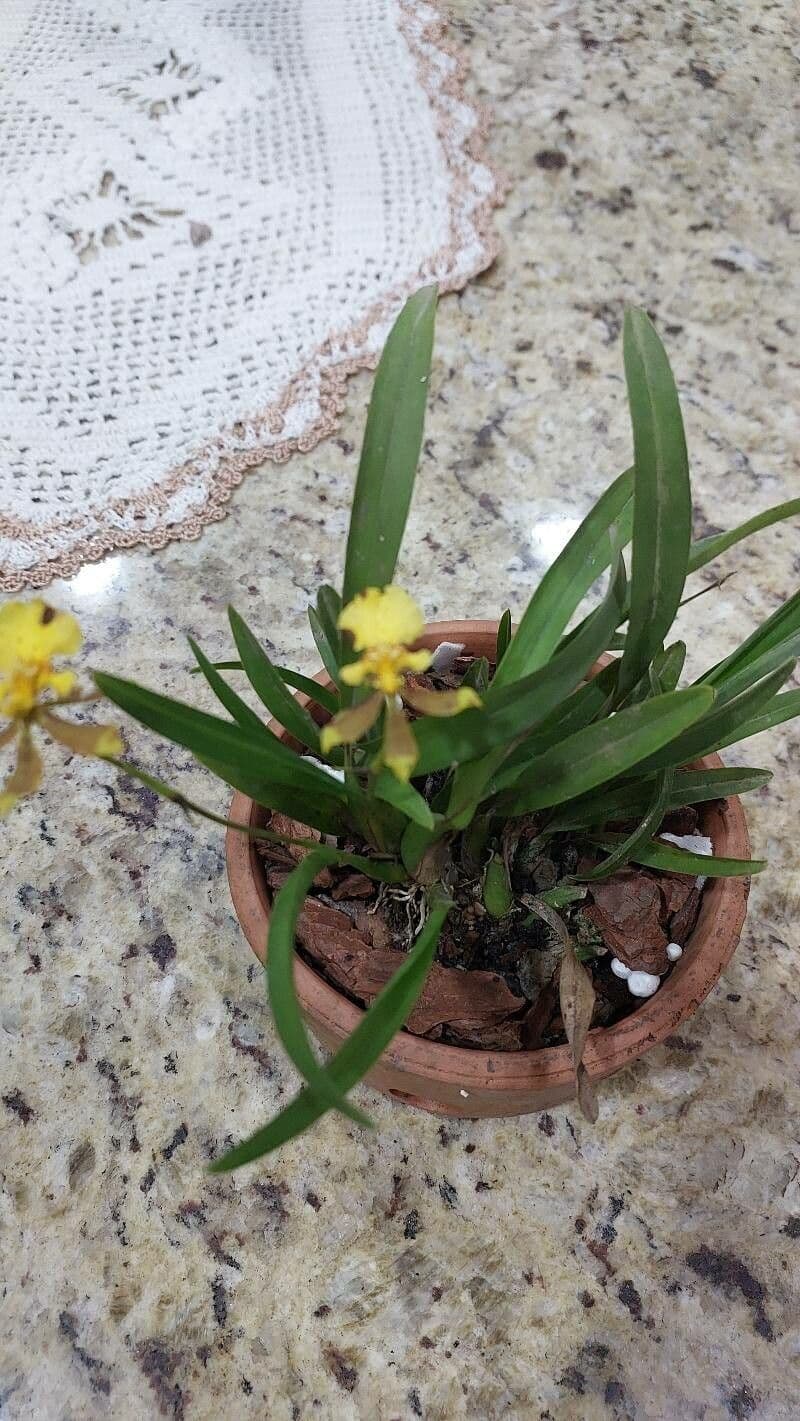 Oncidium baueri
