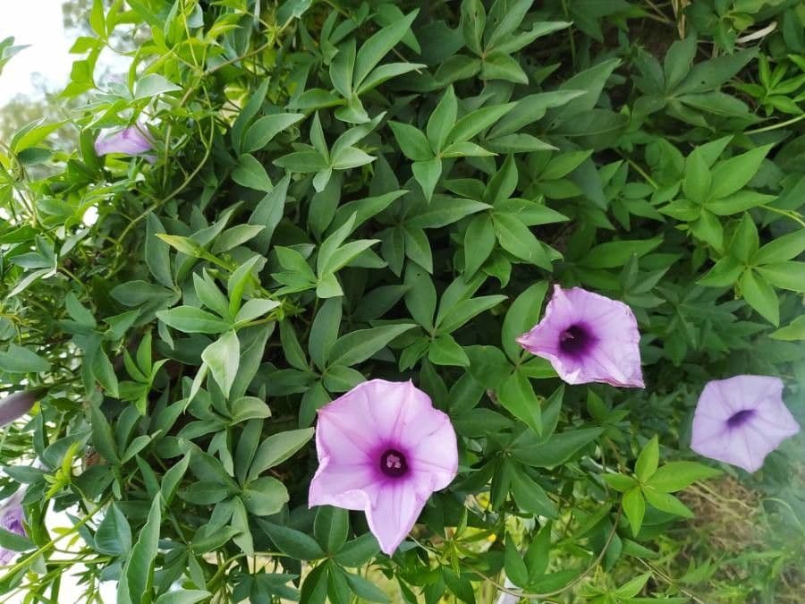 Ipomoea cairica