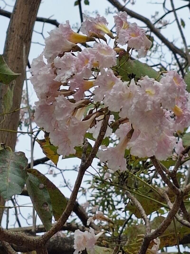 Tabebuia rosea