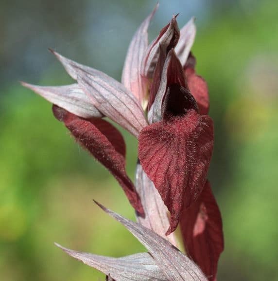 Serapias cordigera