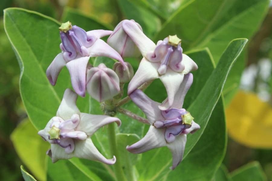 Calotropis gigantea