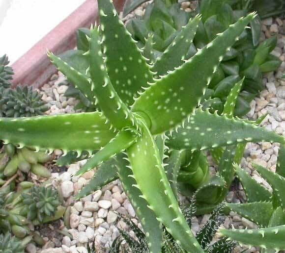 Aloe squarrosa