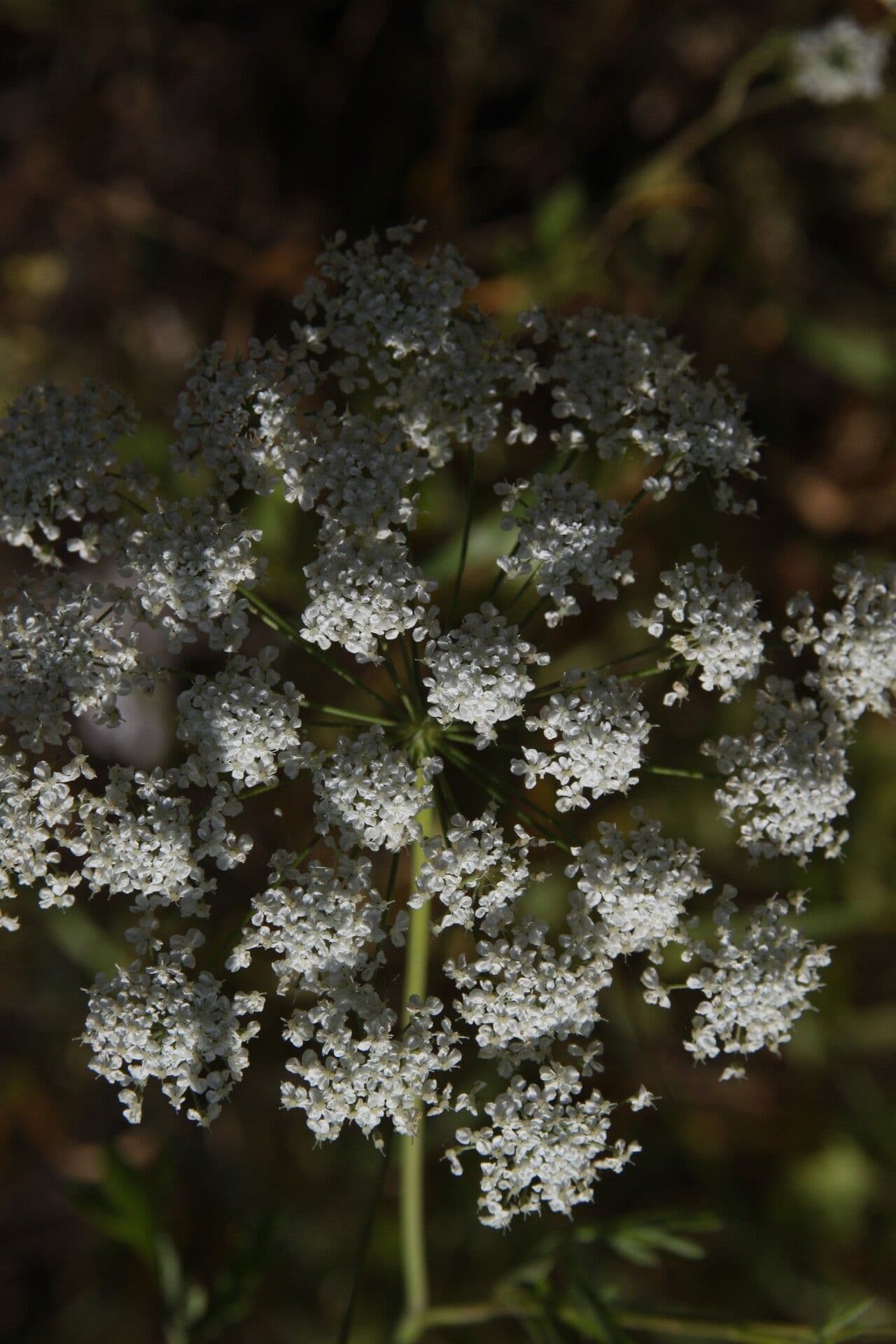 Pimpinella peregrina