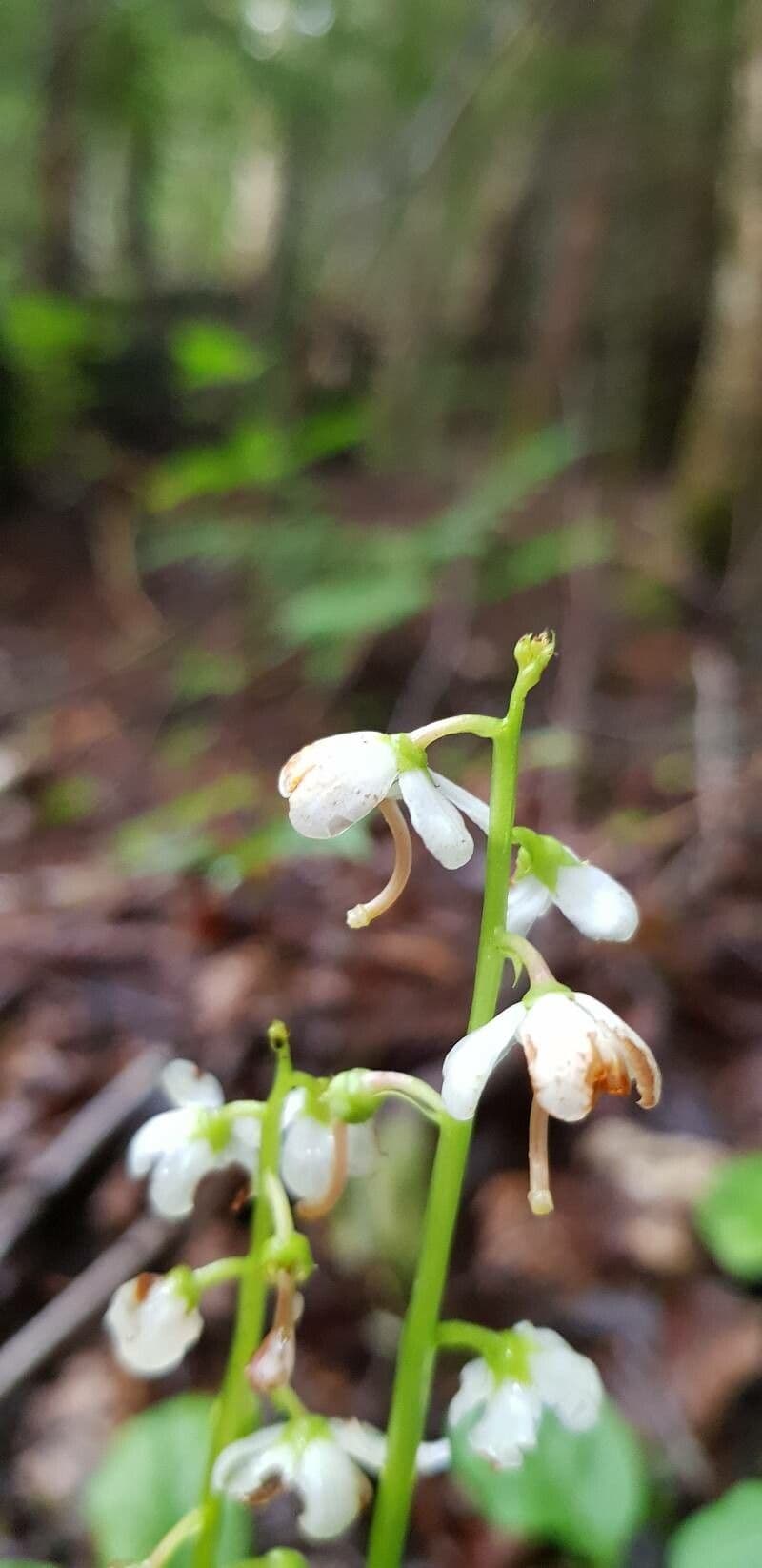 Pyrola elliptica