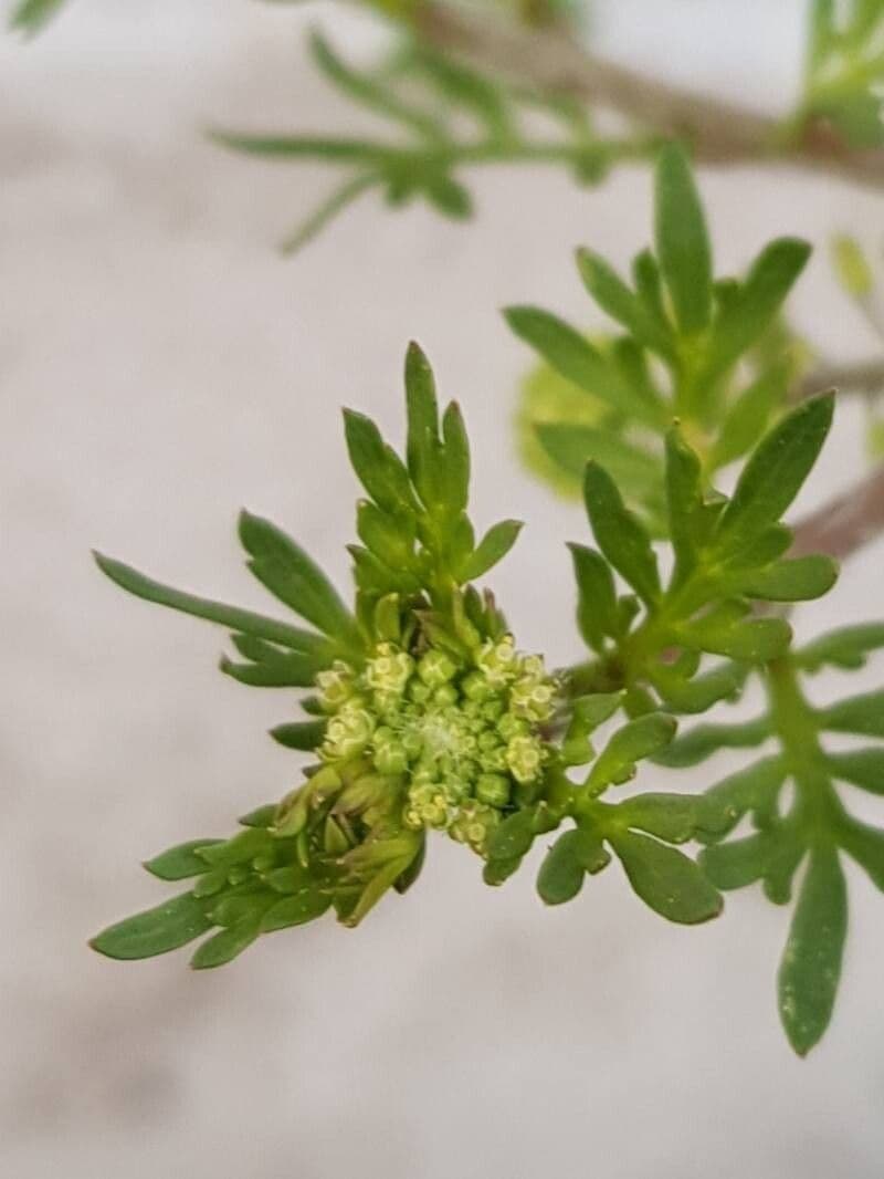 Lepidium didymum