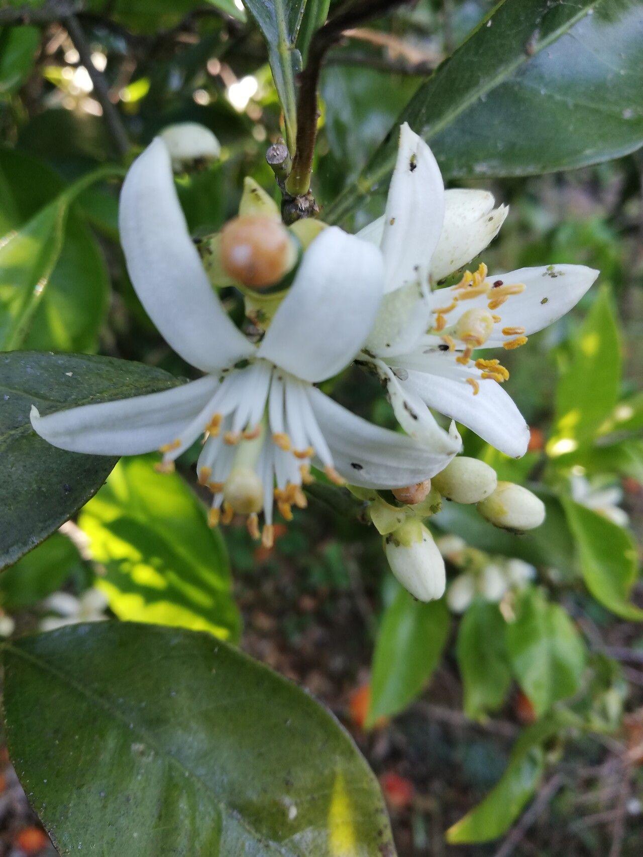 Citrus aurantium