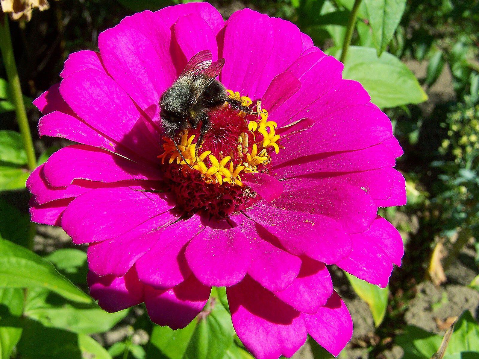 Zinnia elegans