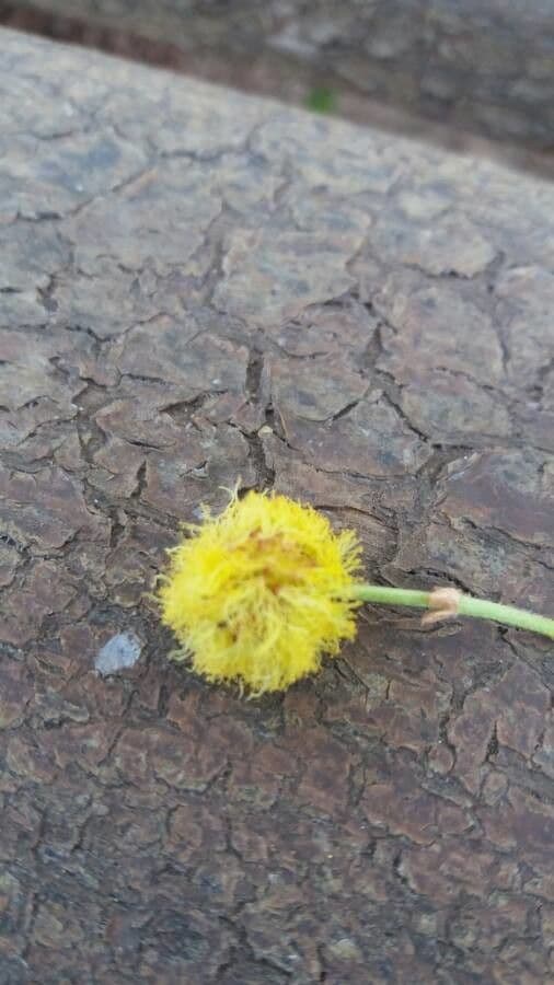 Vachellia xanthophloea