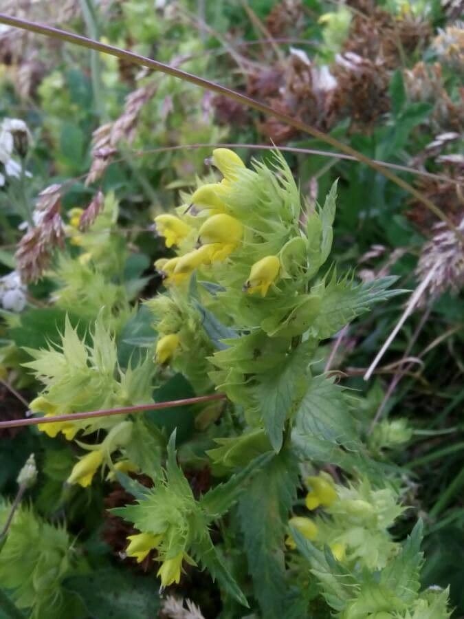 Rhinanthus glacialis