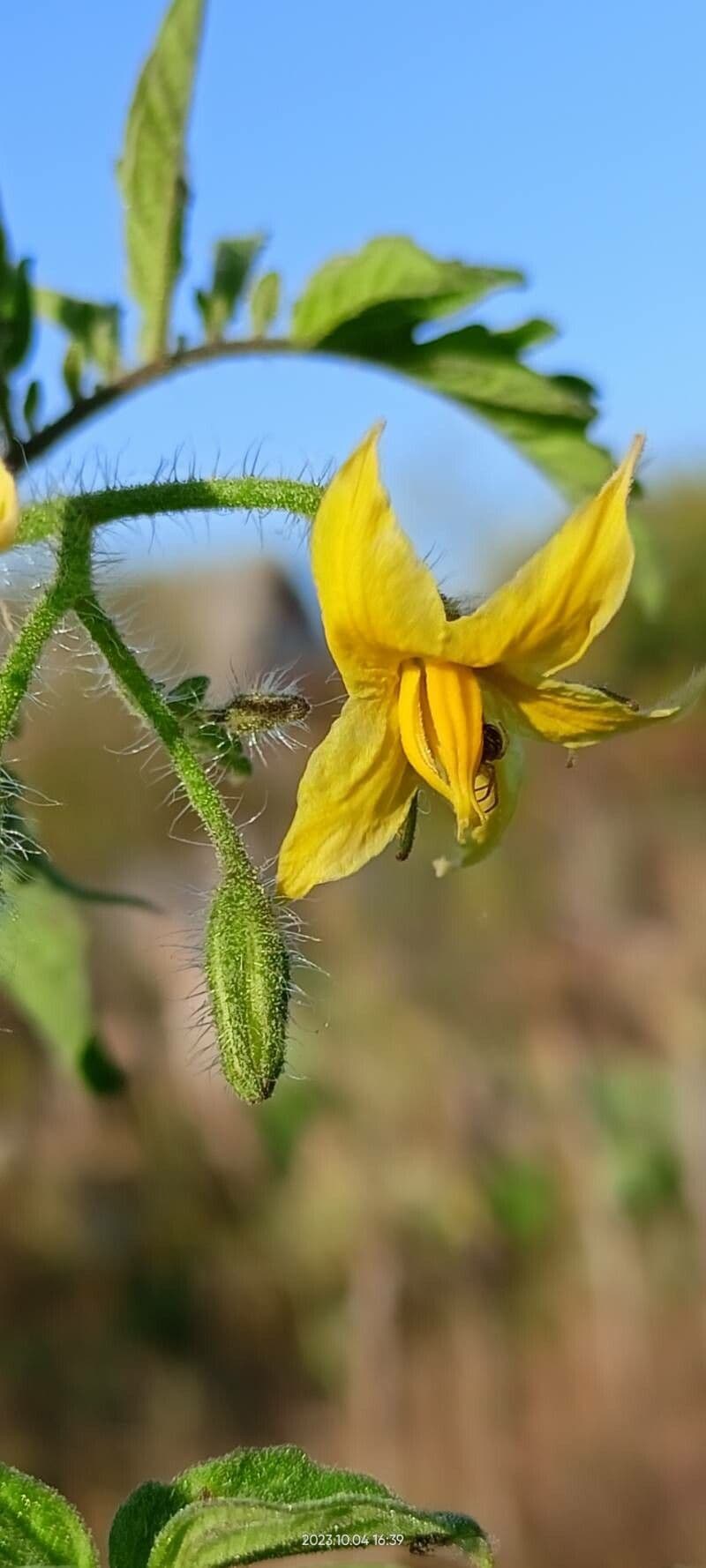 Solanum lycopersicum