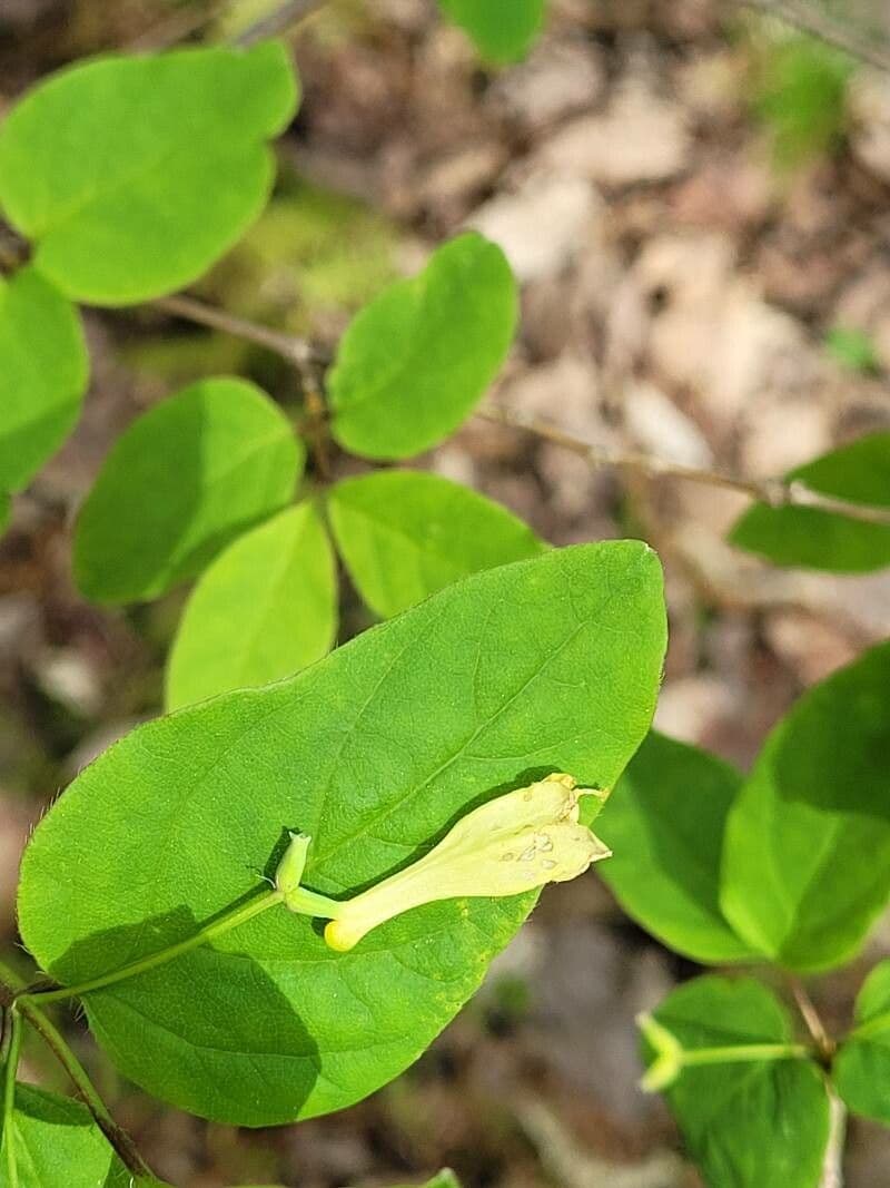 Lonicera canadensis