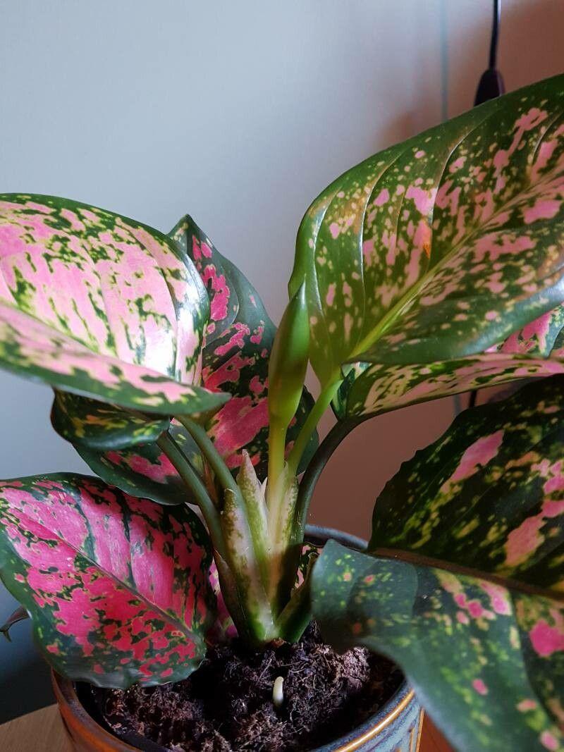 Aglaonema commutatum