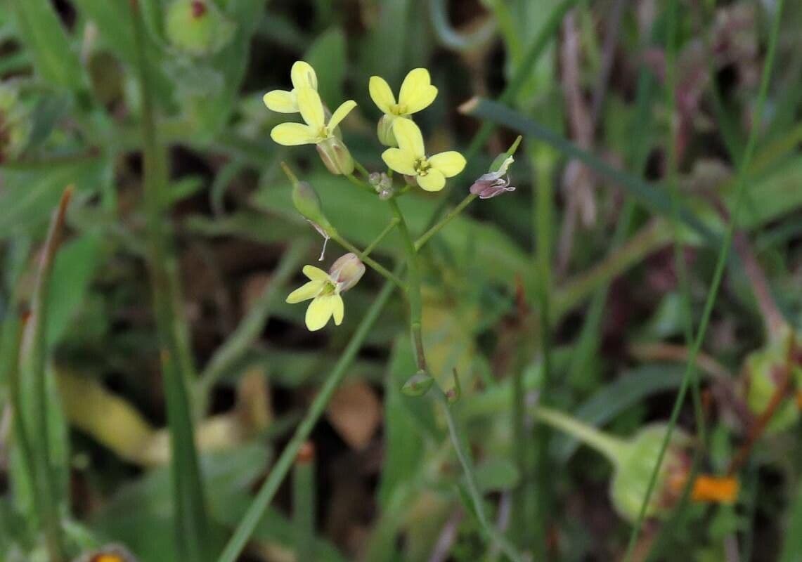 Camelina microcarpa