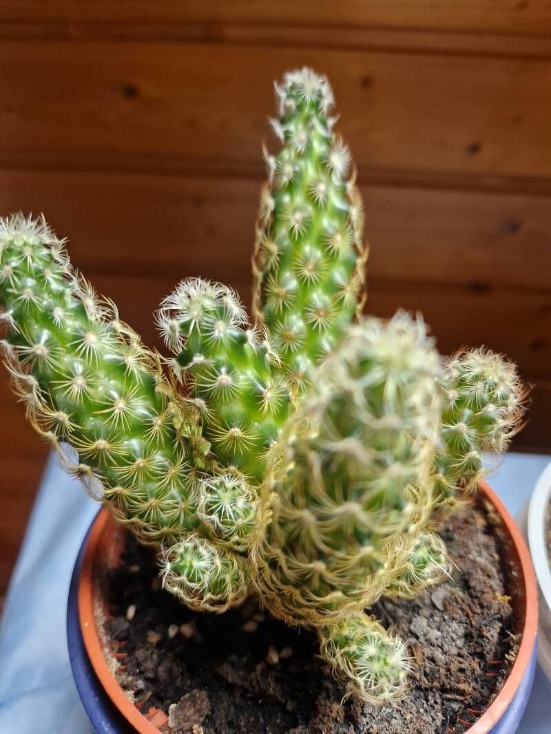 Mammillaria elongata