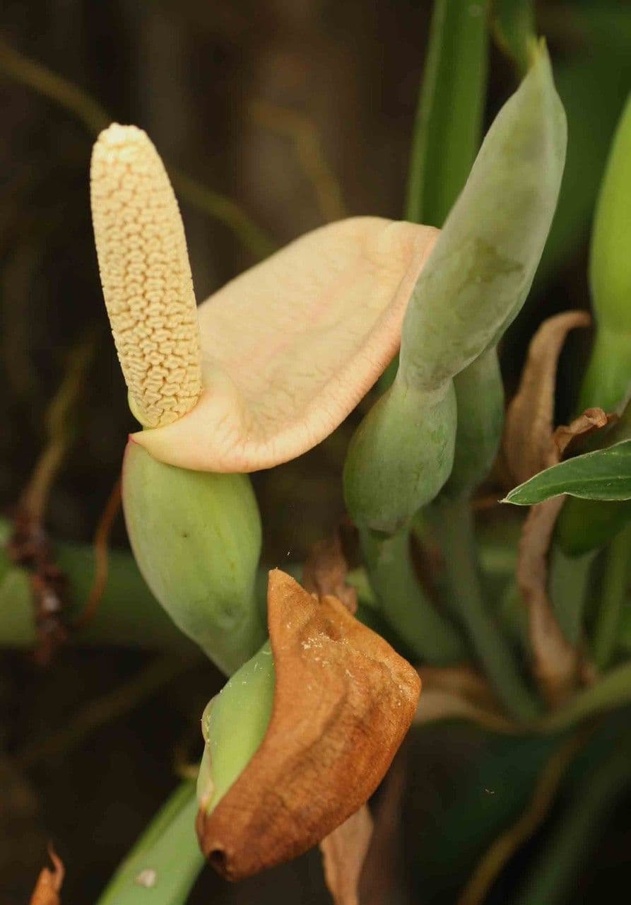 Syngonium auritum