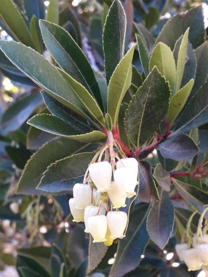 Arbutus unedo