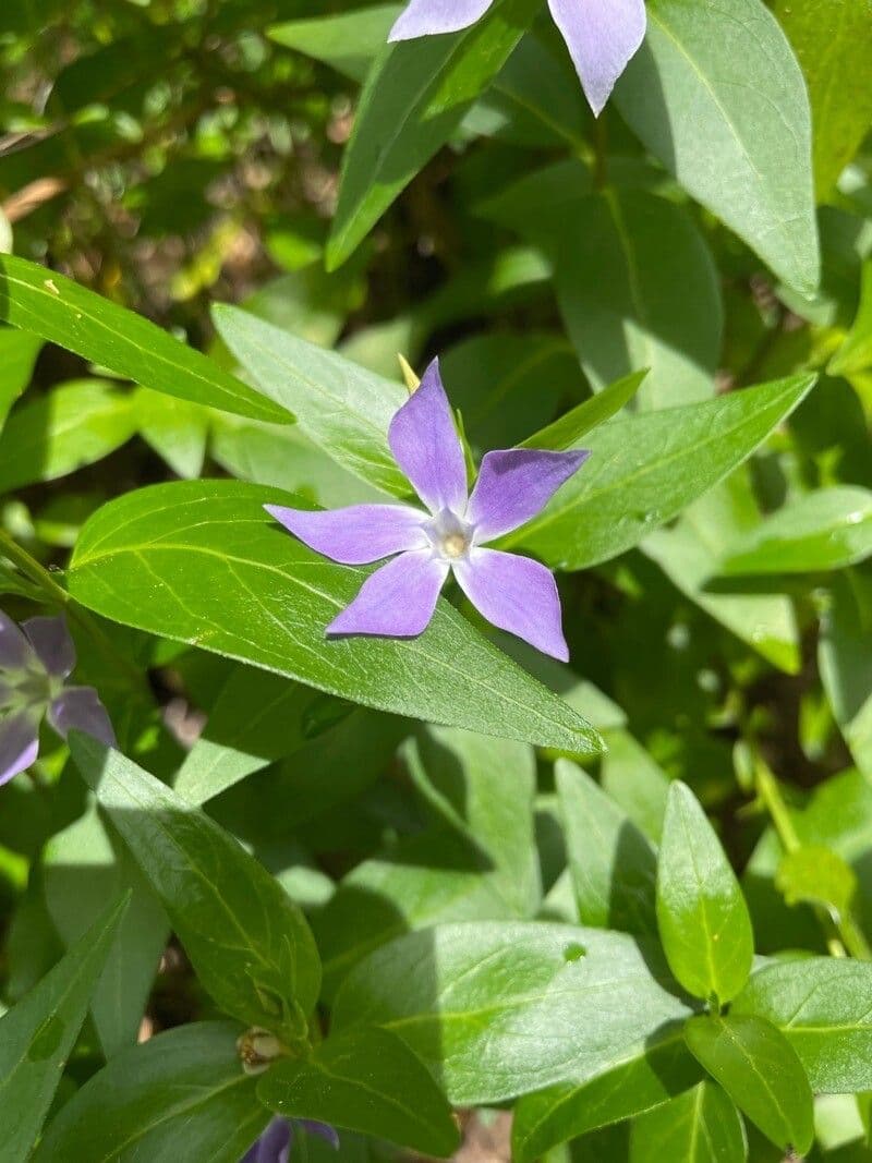 Vinca herbacea