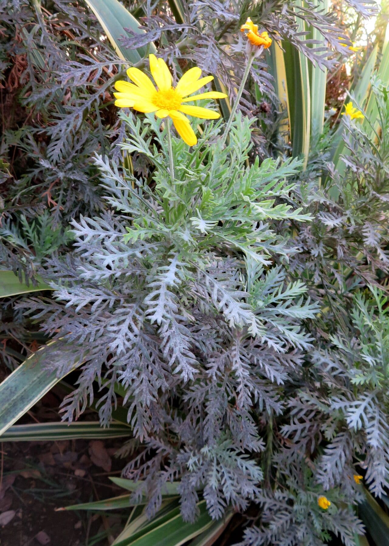 Glebionis coronaria