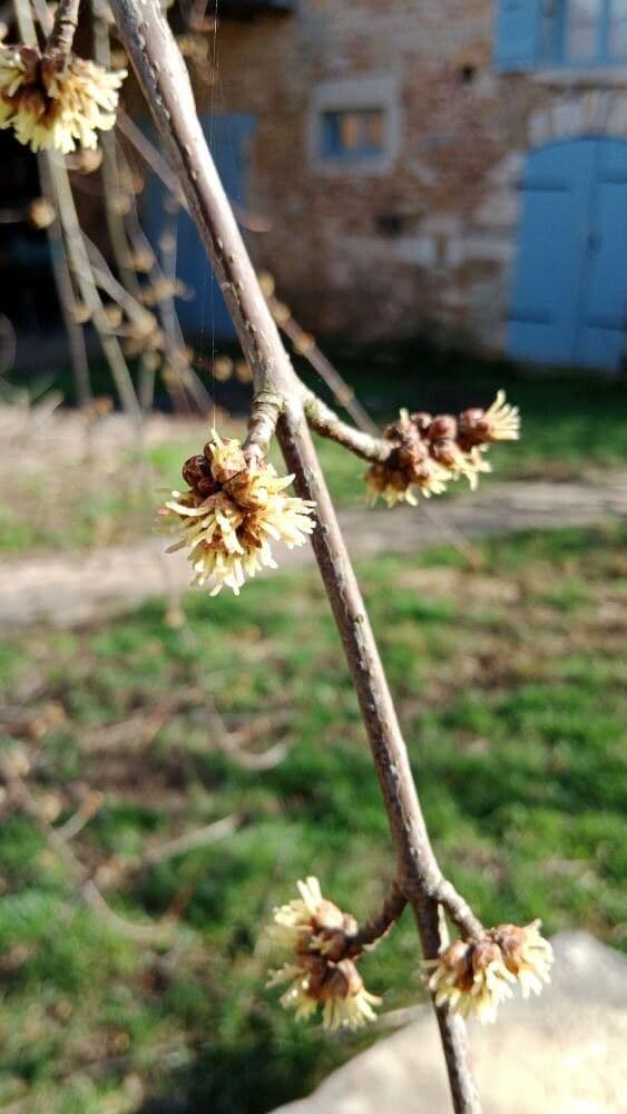 Acer saccharinum