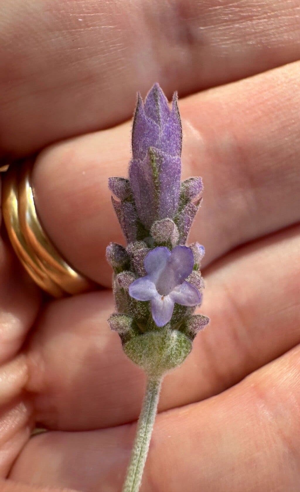 Lavandula dentata