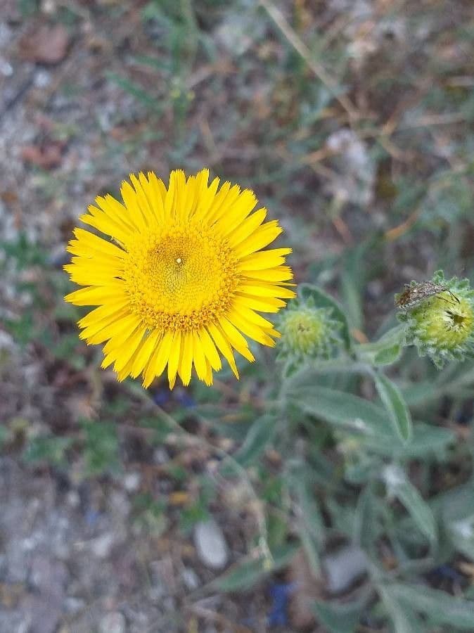 Pentanema montanum