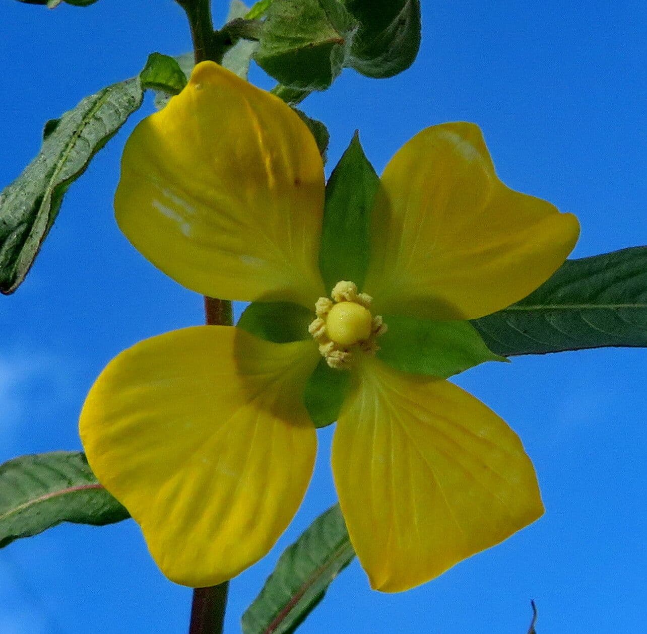 Ludwigia octovalvis