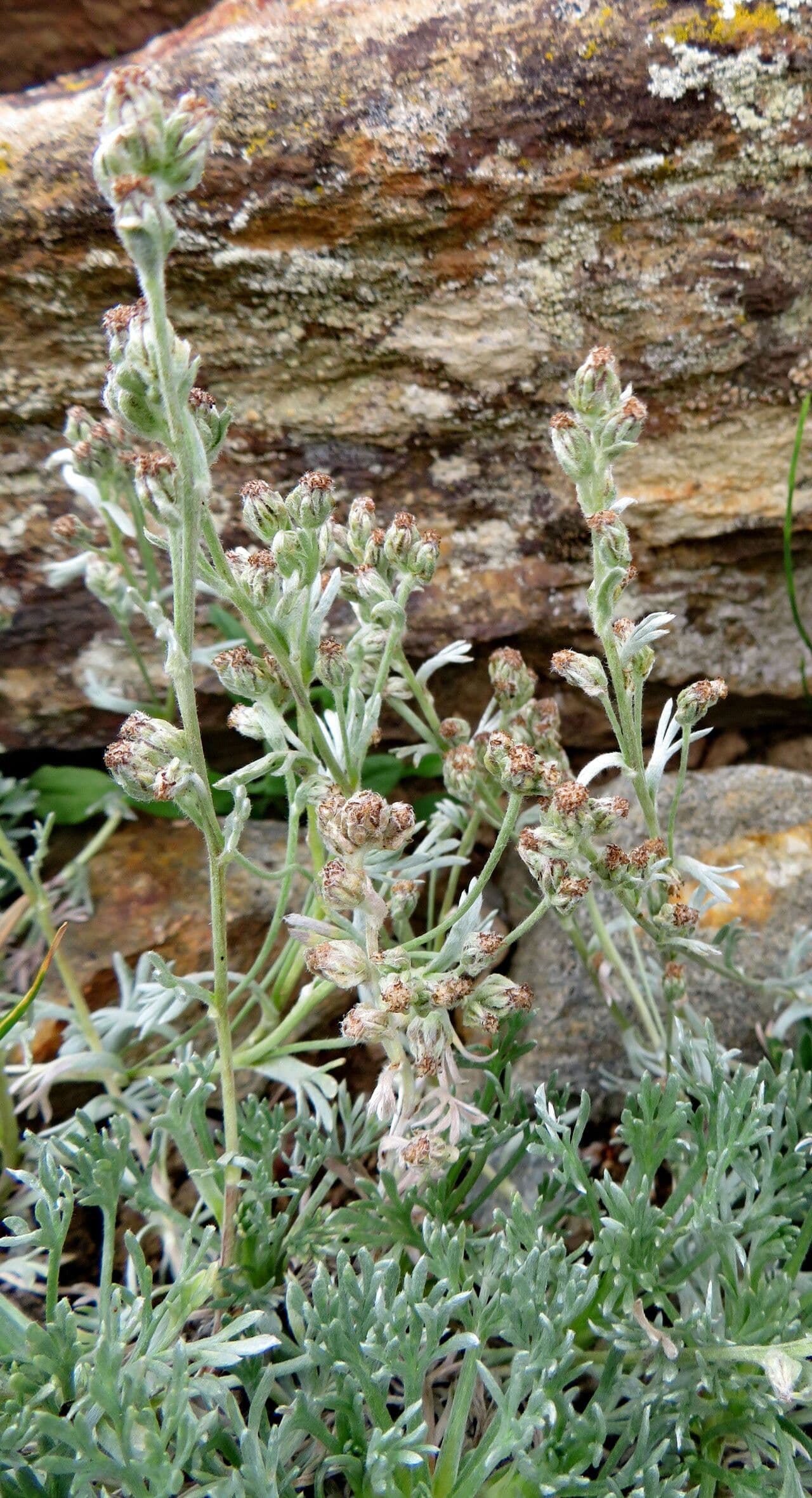 Artemisia umbelliformis