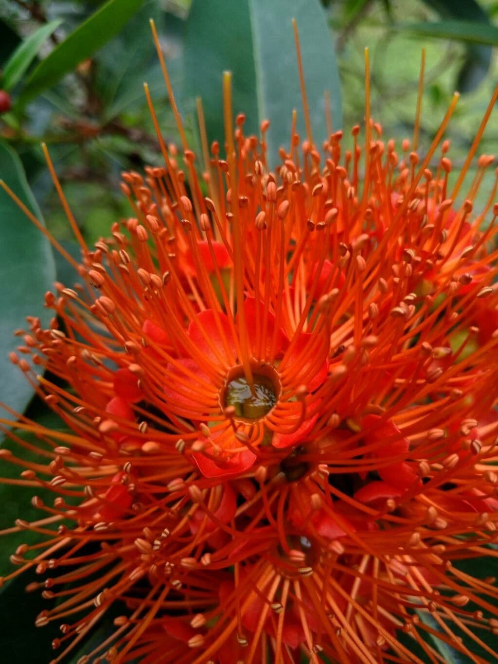 Xanthostemon chrysanthus