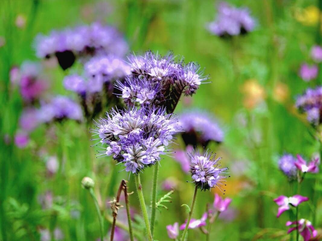 Phacelia congesta