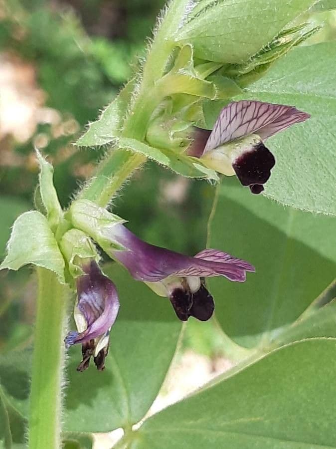 Vicia narbonensis