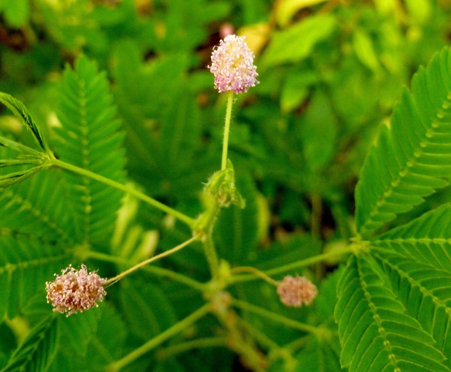 Mimosa pudica