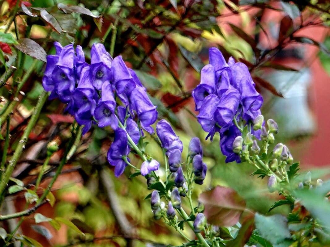 Aconitum variegatum