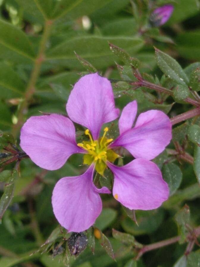 Zygophyllum creticum