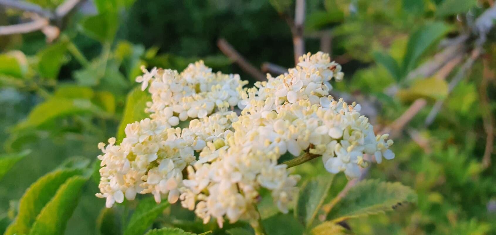 Sambucus canadensis