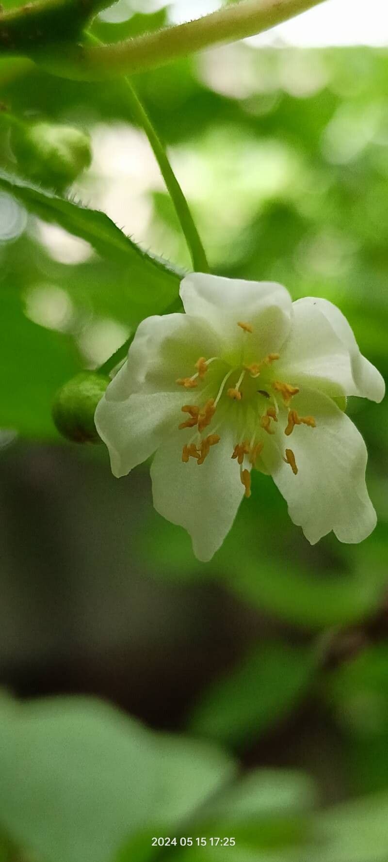 Actinidia kolomikta