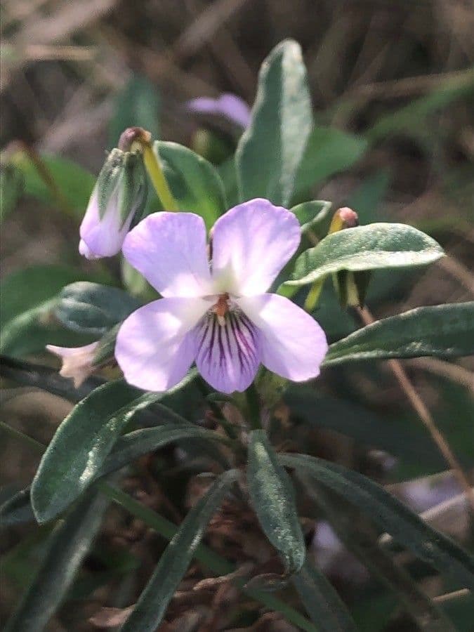 Viola arborescens