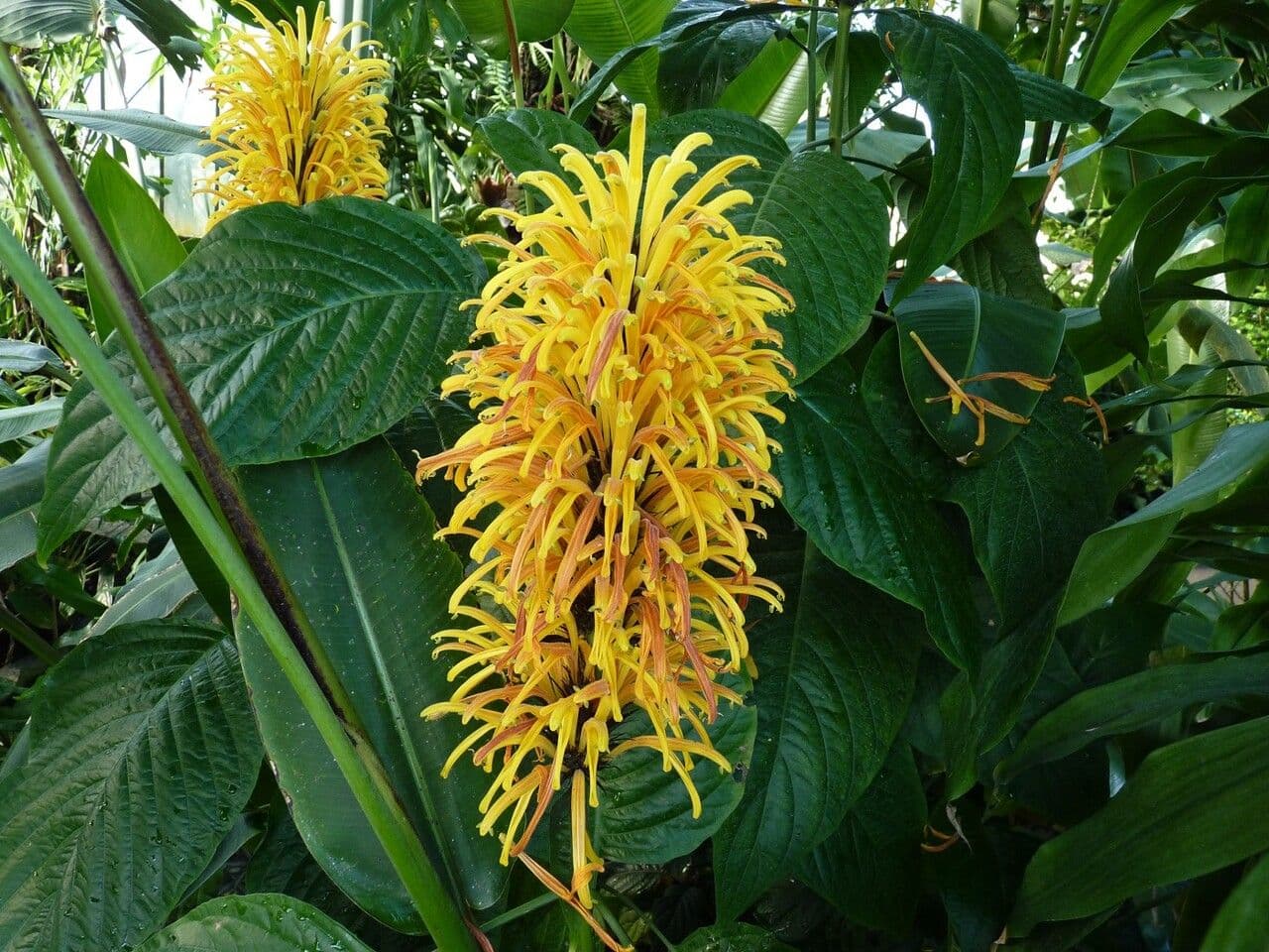 Justicia aurea