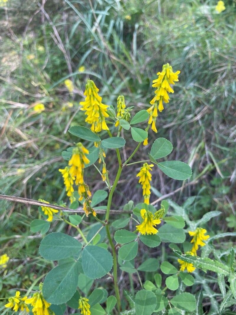 Melilotus italicus