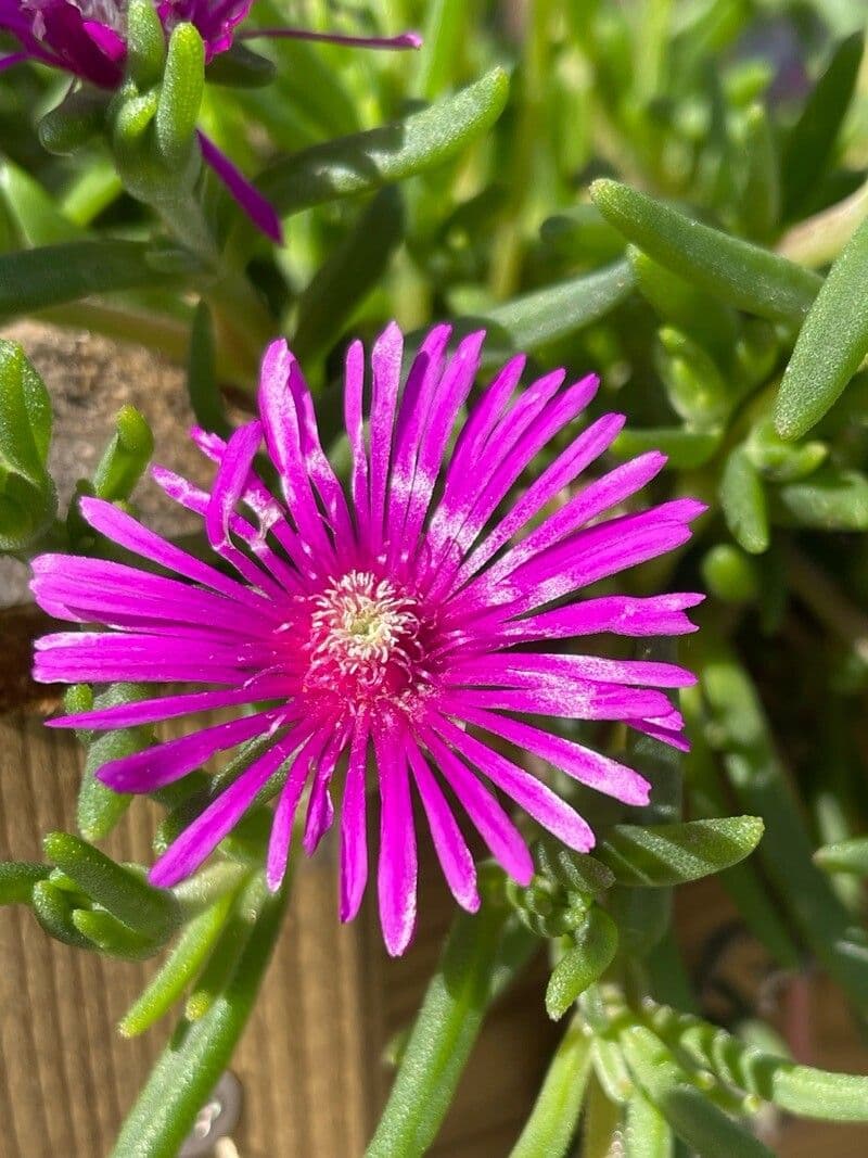 Delosperma cooperi