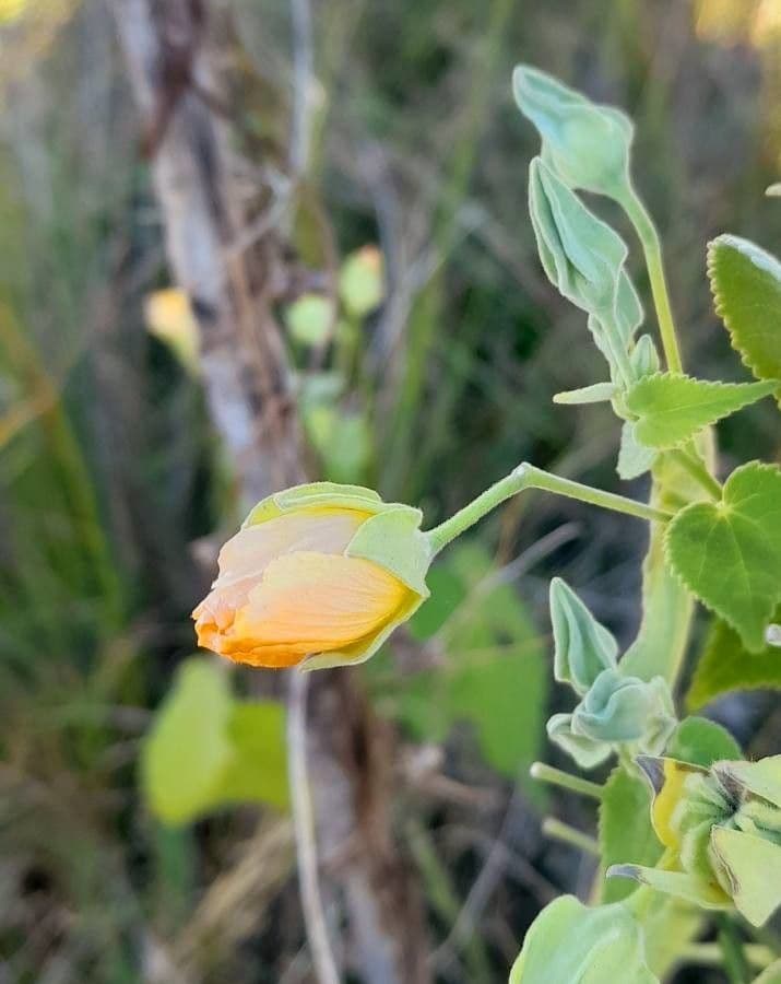 Abutilon grandifolium