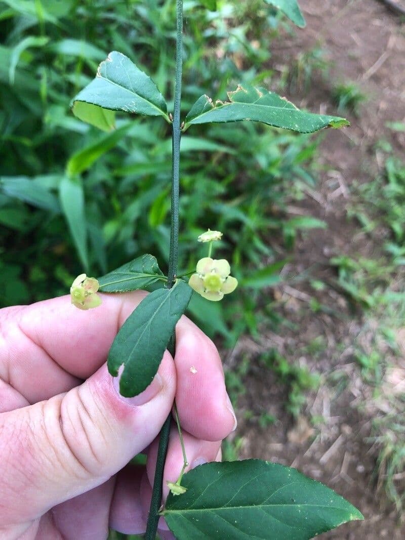 Euonymus americanus