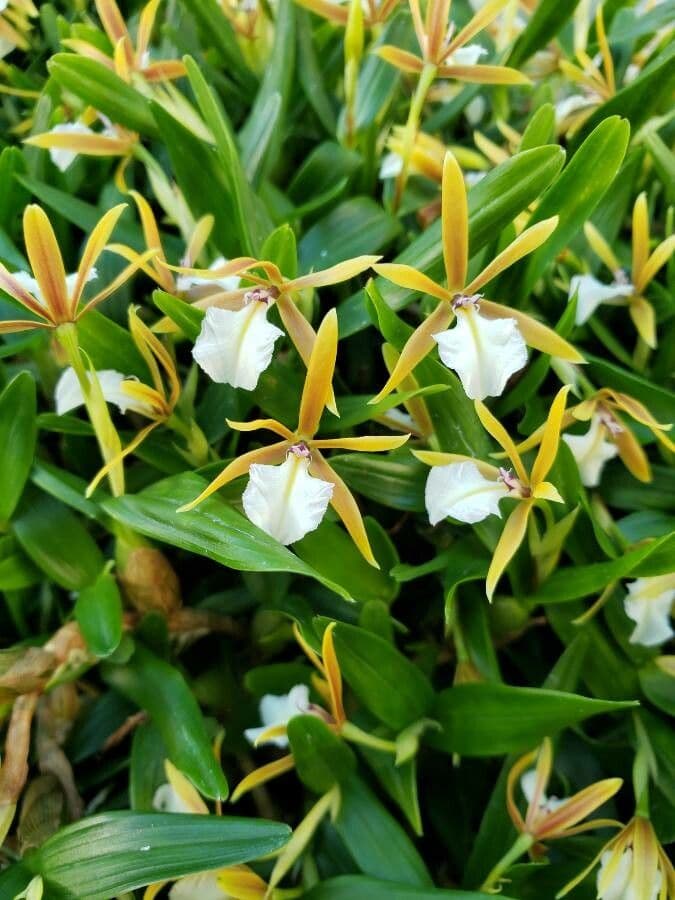 Dinema polybulbon