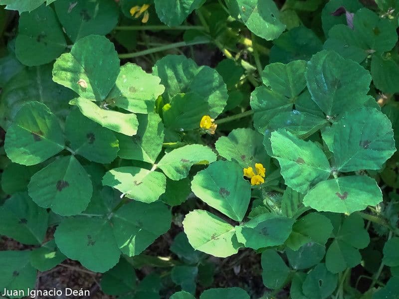 Medicago arabica