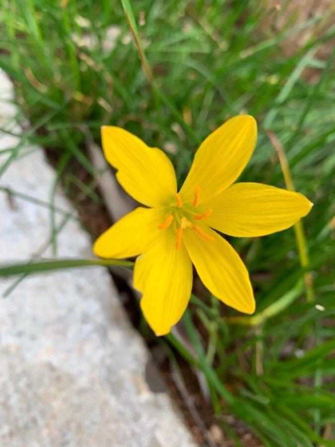 Zephyranthes citrina