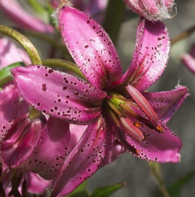 Lilium martagon